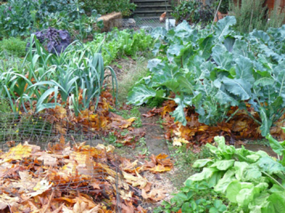 Organic Gardening on the West Coast